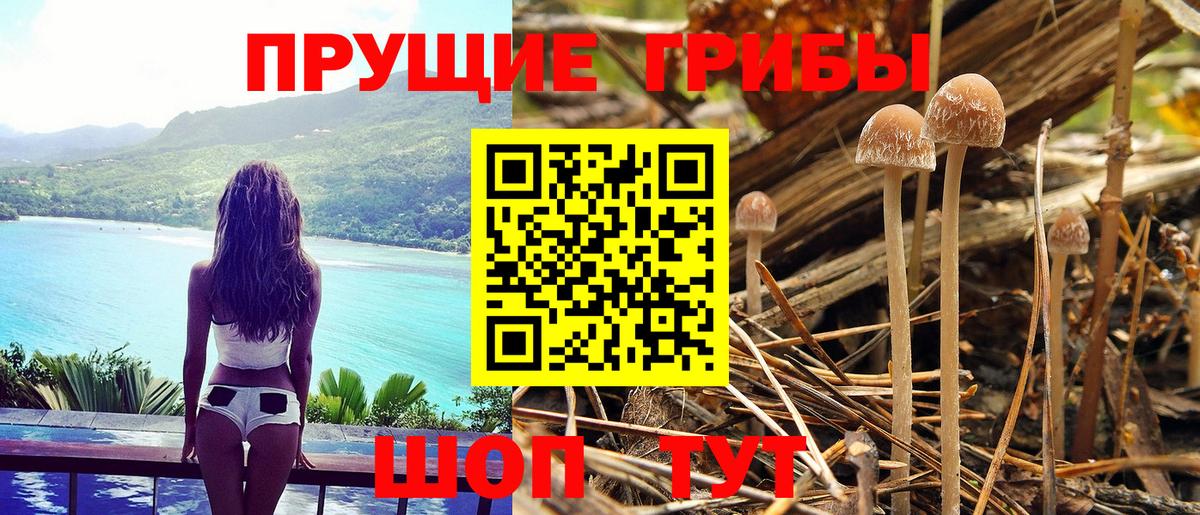 где продают   Галлюциногенные грибы прущие грибы  Вход с VPN  Мариинск 
